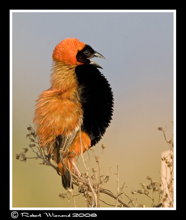 Southern Red Bishop