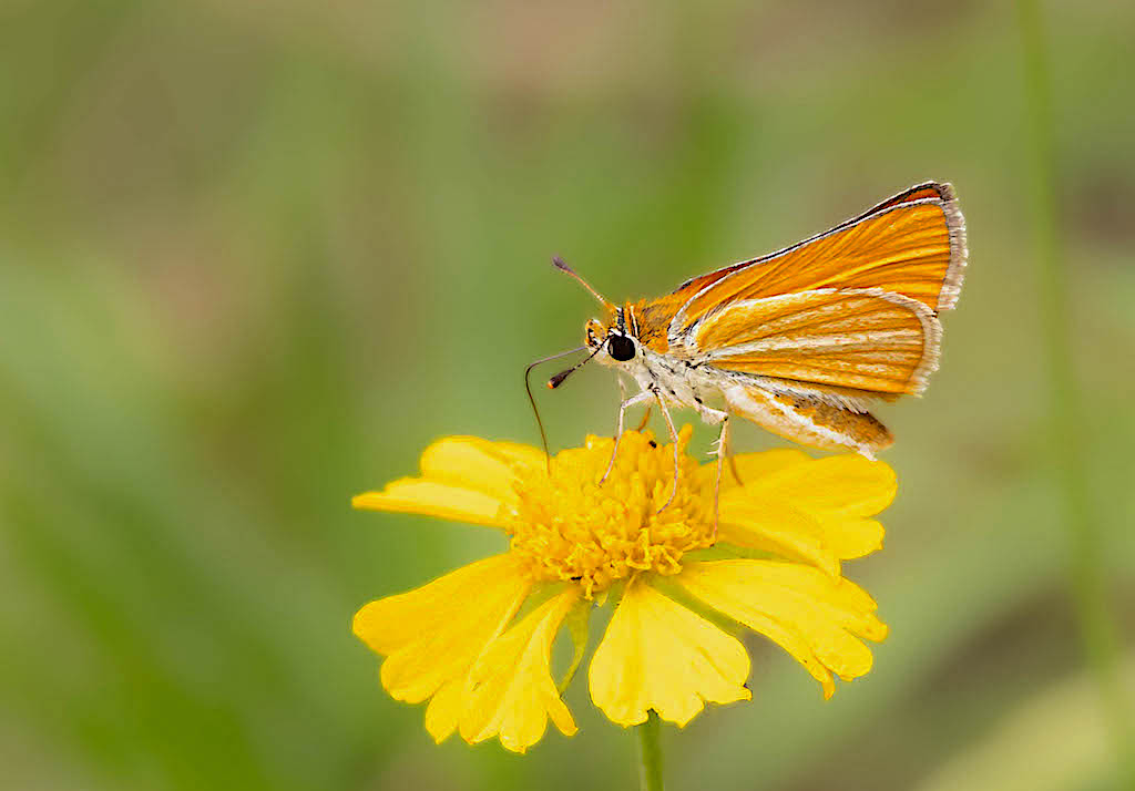 Southern Skipperling