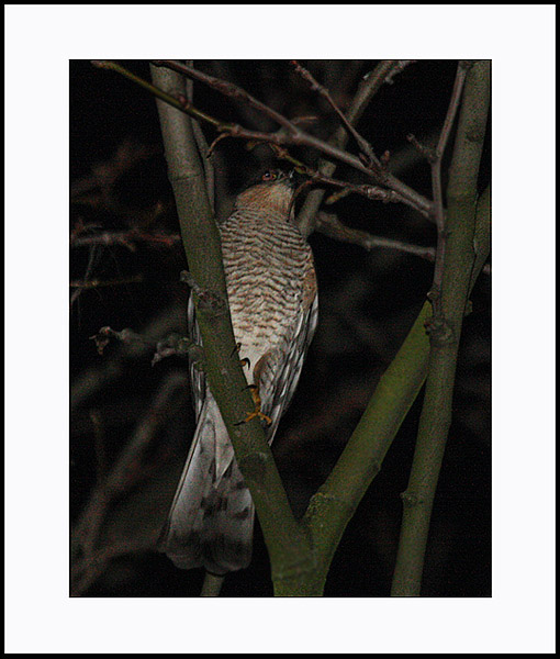 sparrowhawk at night !