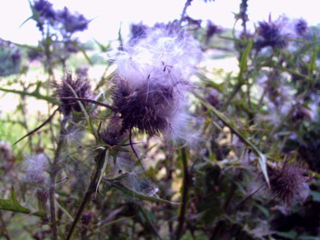 Spear Thistle seeds dispersal.