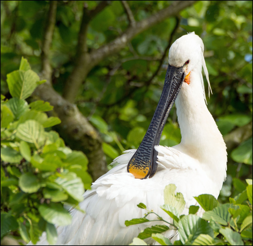 Spoonbill