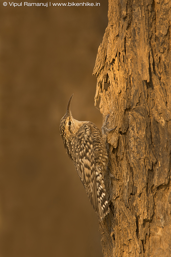 Spotted Creeper | Salpornis spilonotus