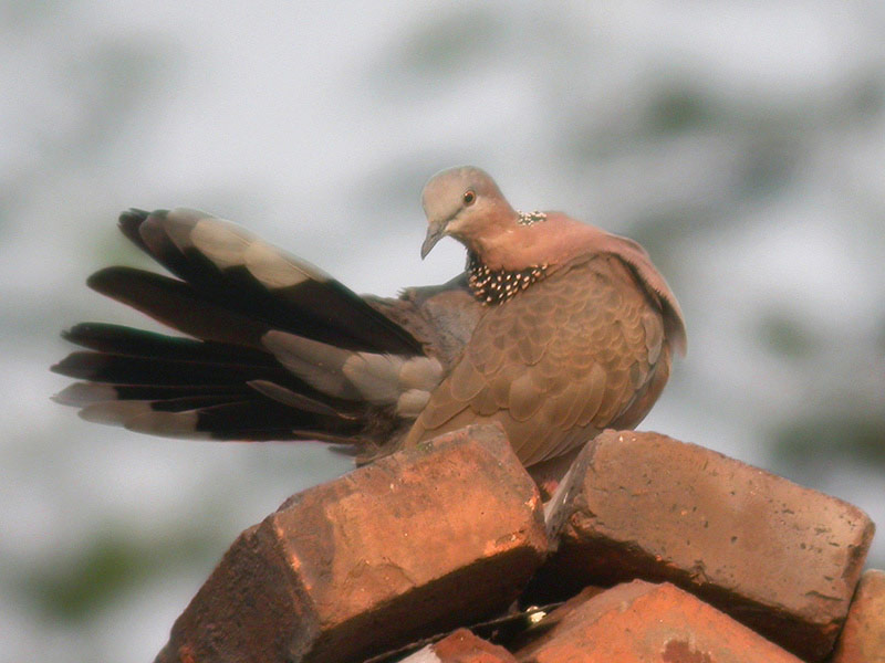 Spotted Dove