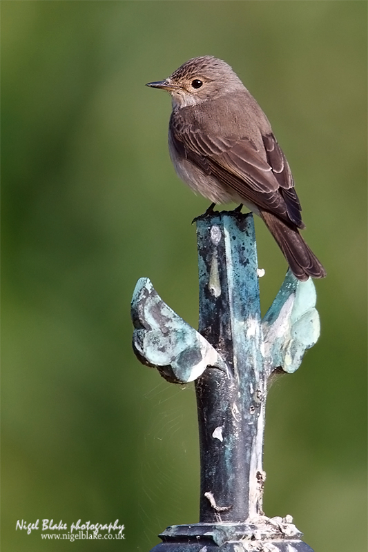 Spotted Flycatcher