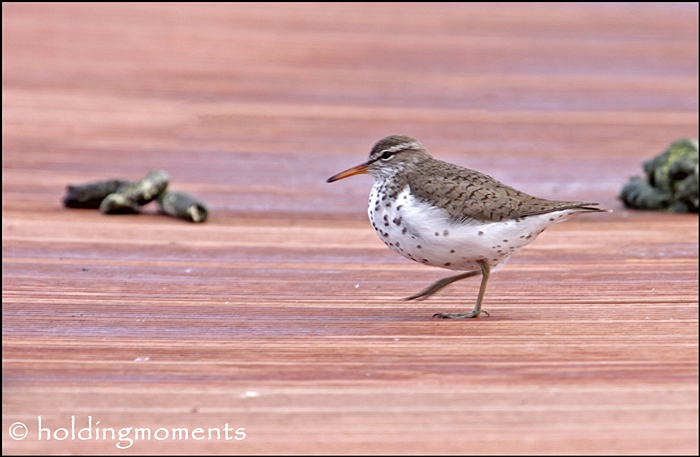 Spotted Sandpiper