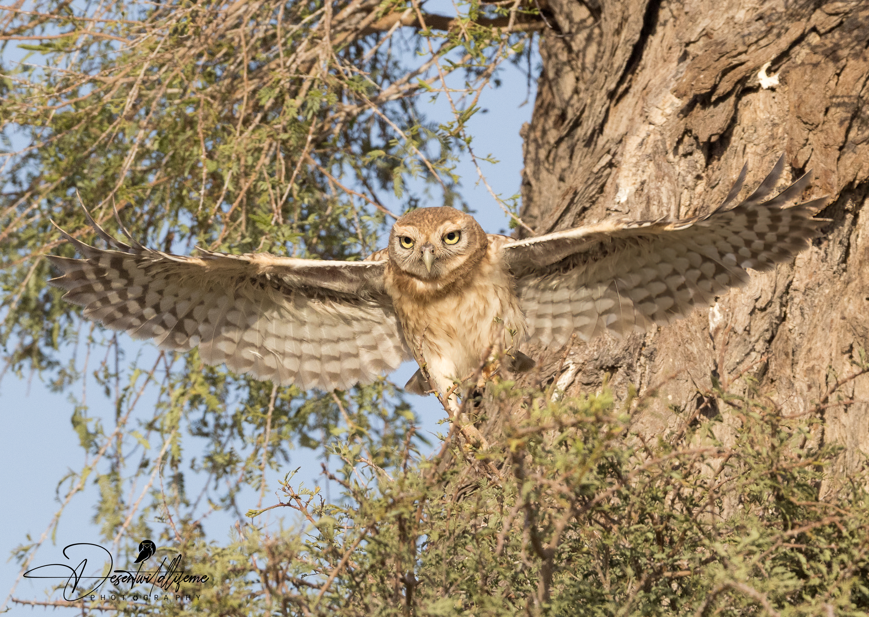 Spreading wings