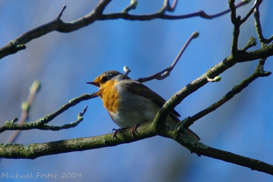 Springtime Singer