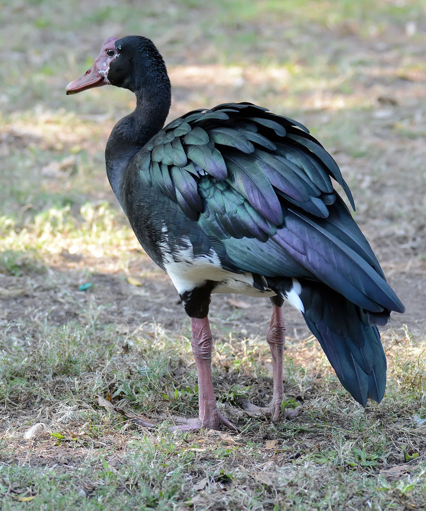 Spur-winged Goose | BirdForum