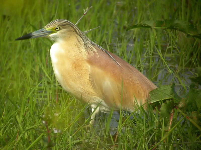 Squacco Heron