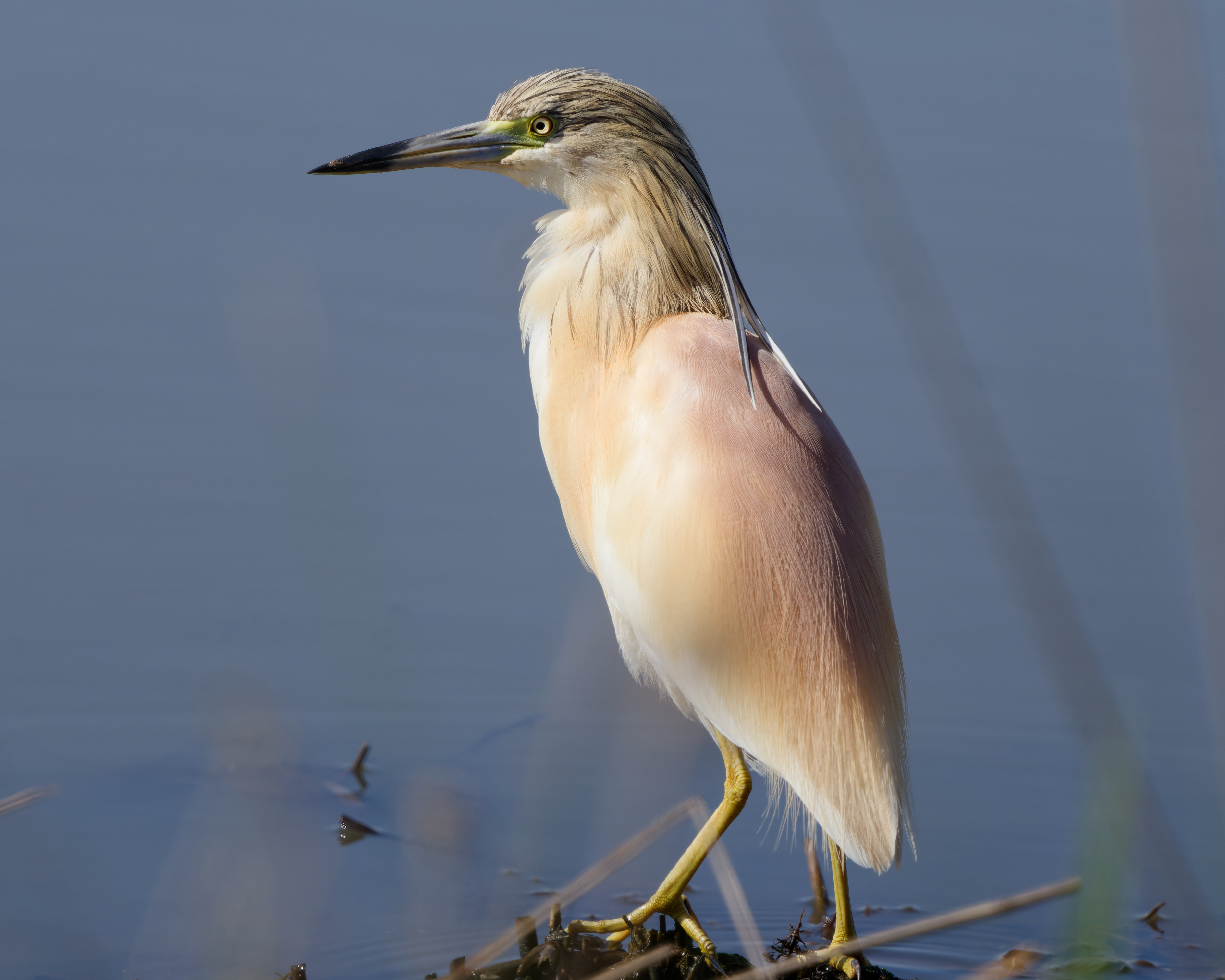 Squacco Heron