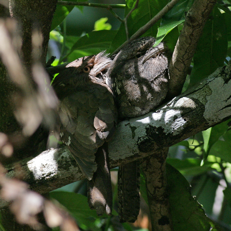 Sri Lanka Frogmouth