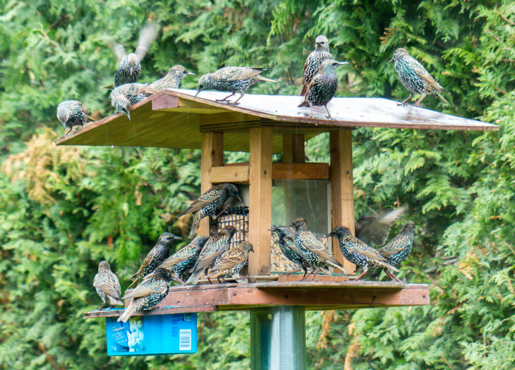 Starling invasion