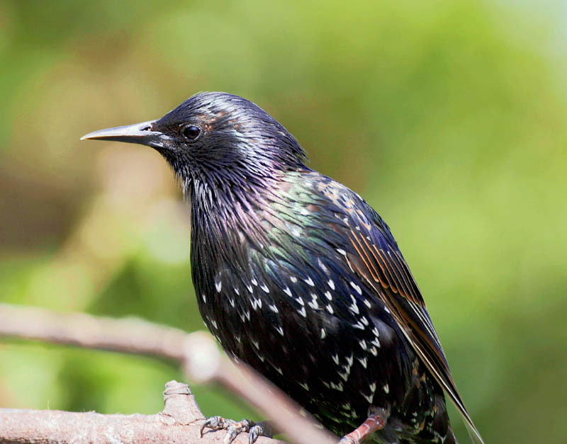 Starling,shimmering in the sunshine!!! | BirdForum