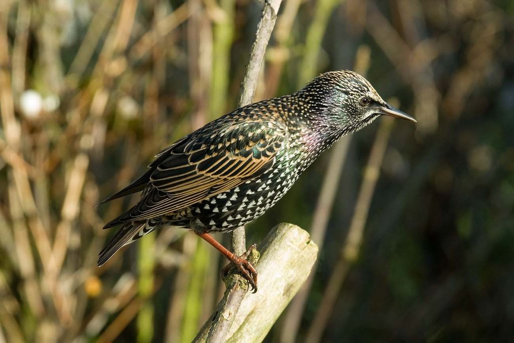 Starling