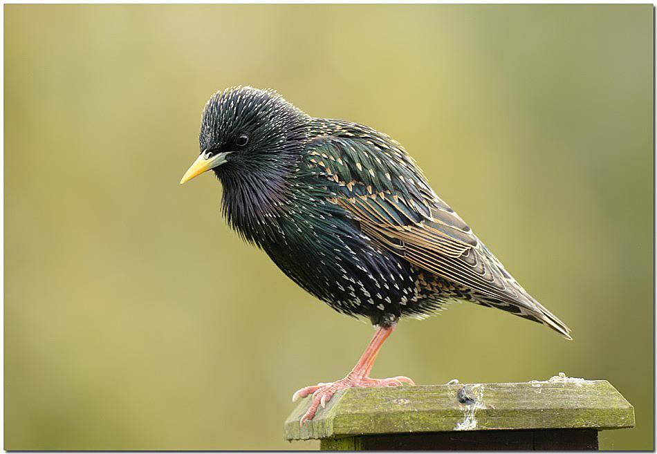 Starling