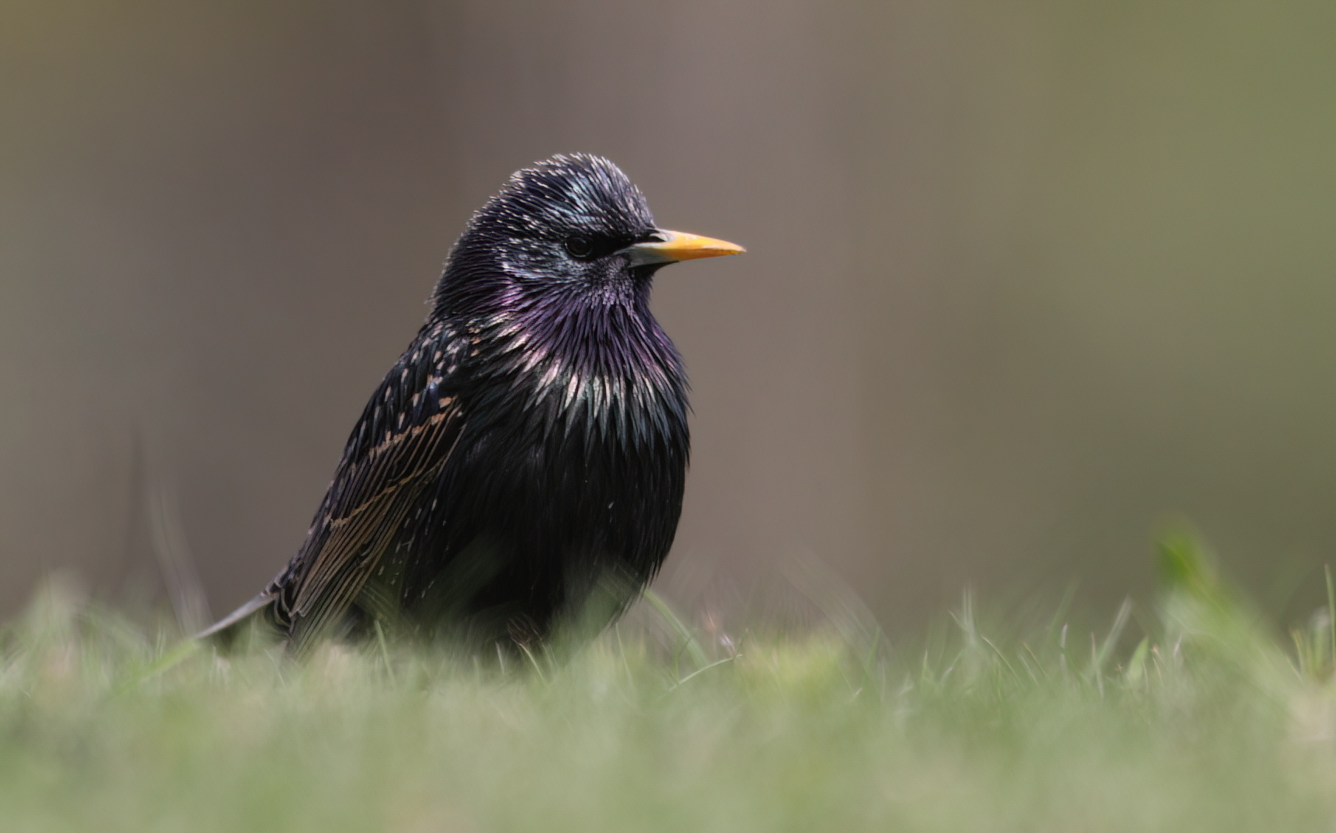 Starling