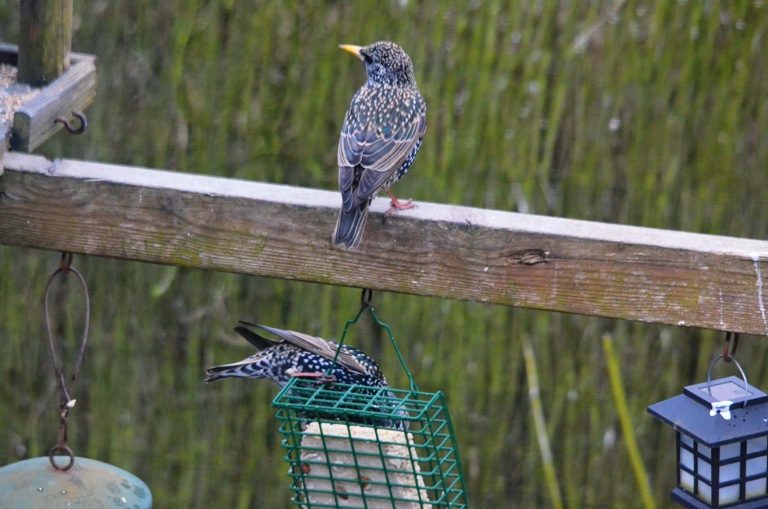 Starlings