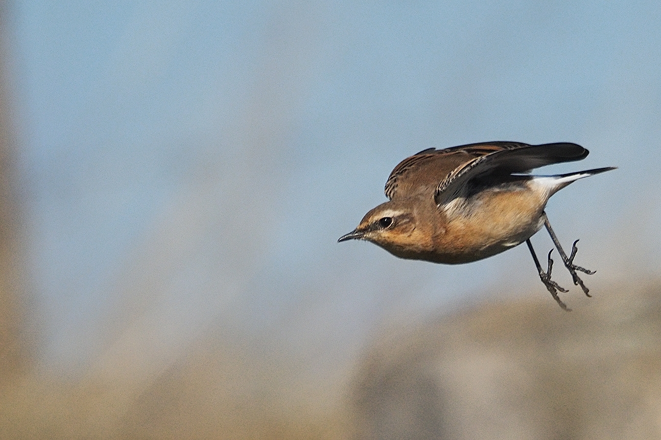 starting wheatear    99906