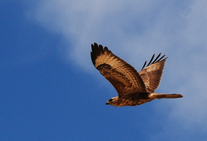 Steppe Buzzard