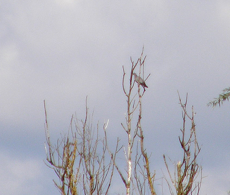 Stock Dove.