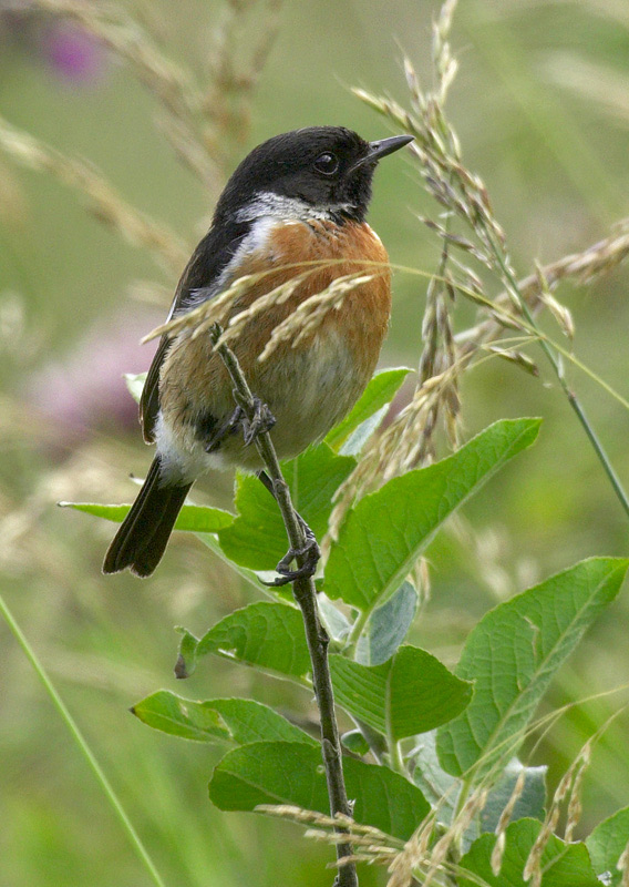 Stonechat