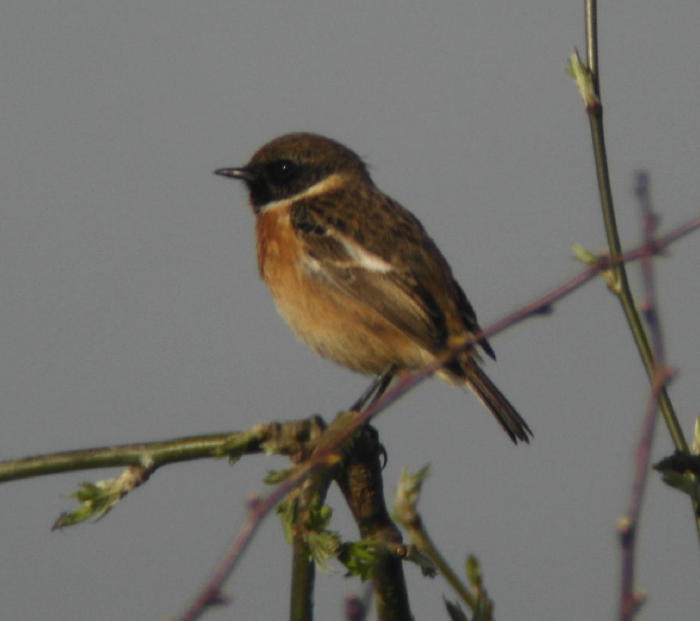 Stonechat