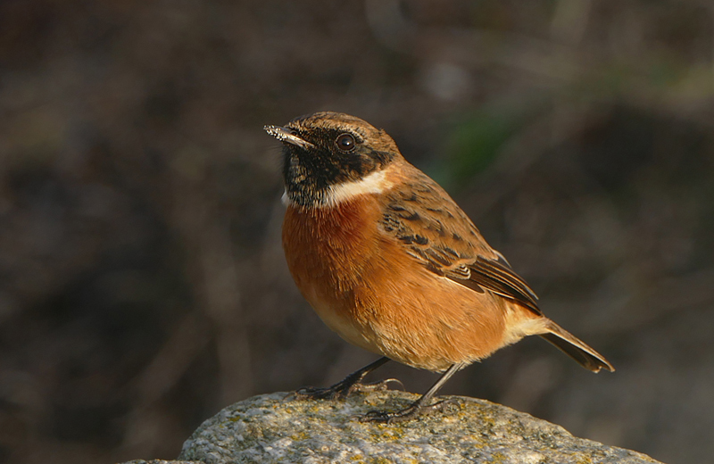 Stonechat