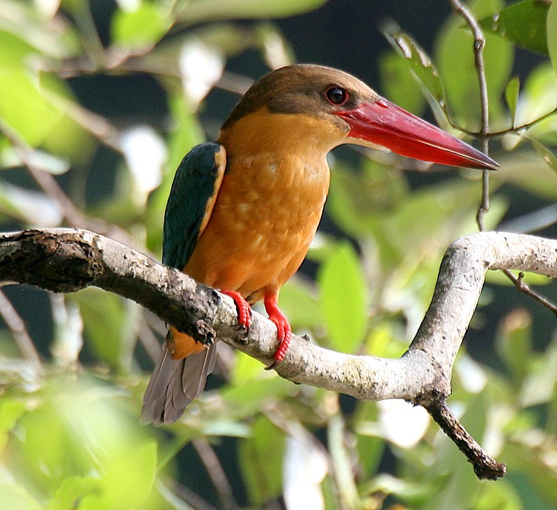 Stork-billed kingfisher