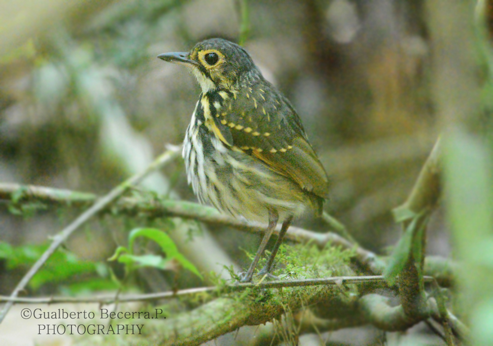 Streak-chested Antpitta