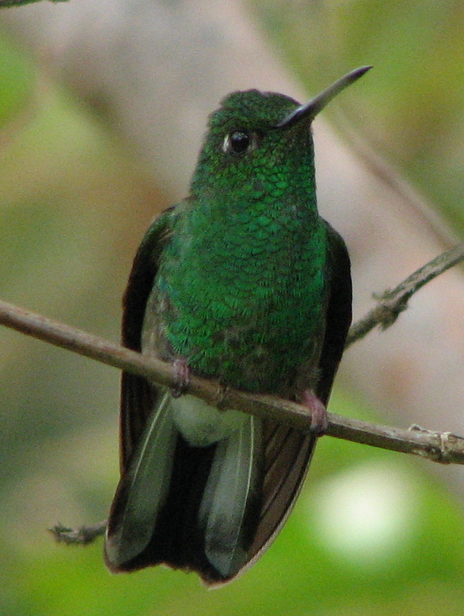 Stripe-tailed Hummingbird