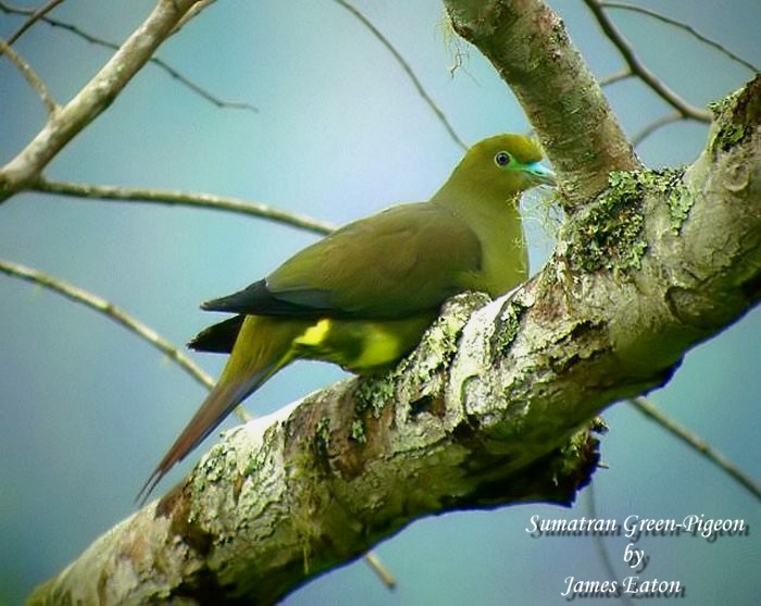 Sumatran Green-Pigeon...&quot;Opus&quot;