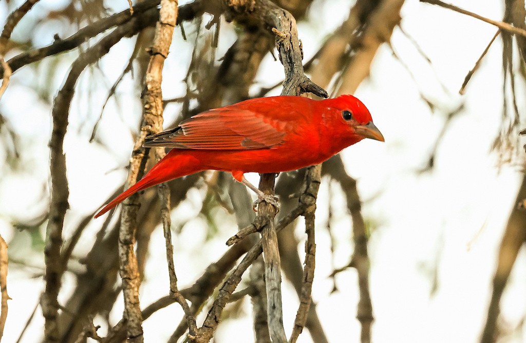 Summer Tanager (male).jpg 