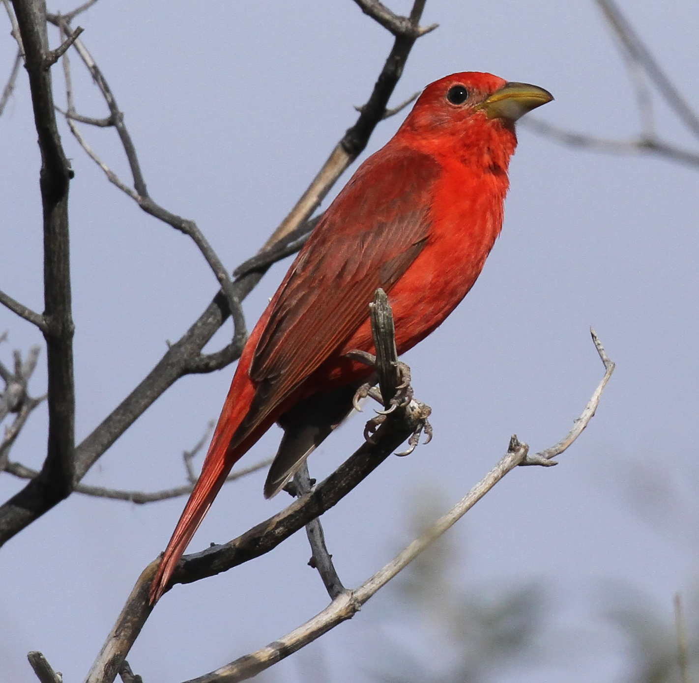 Summer Tanager