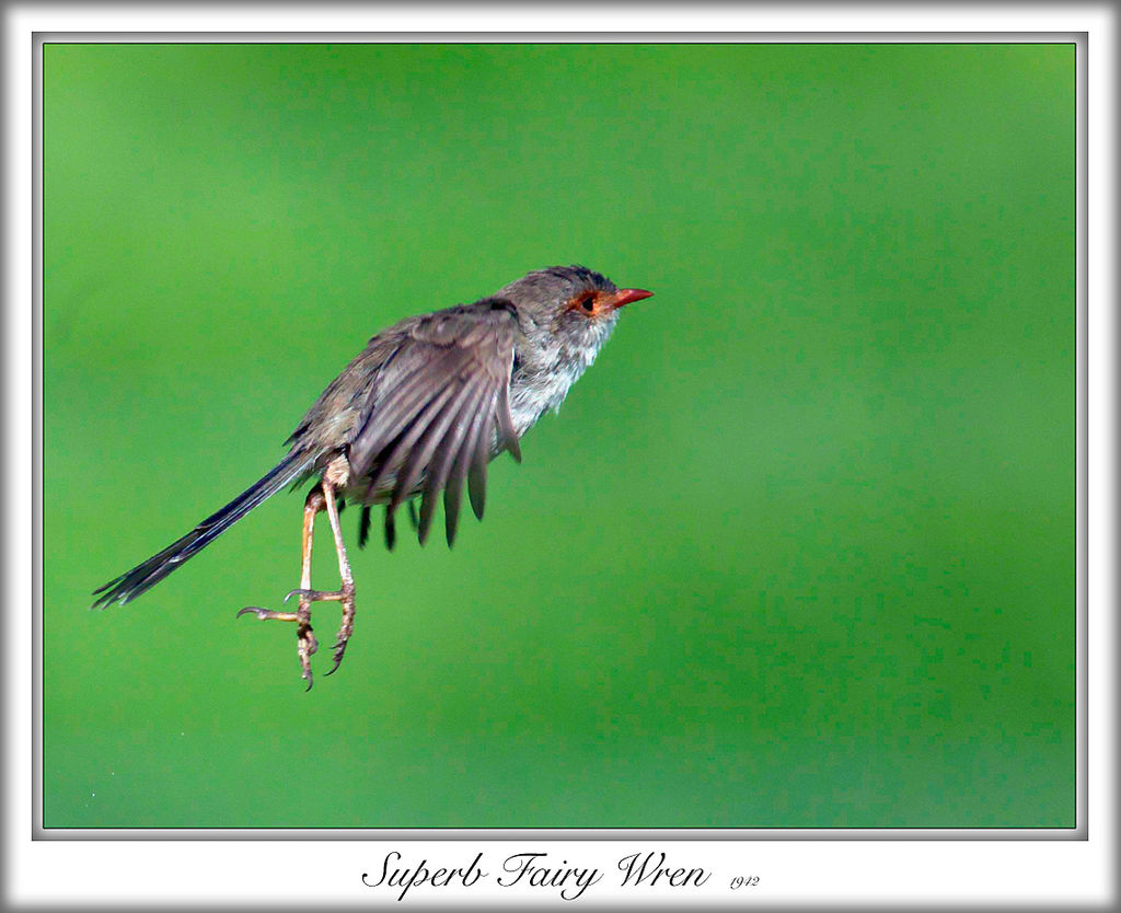 Superb fairy Wren (Malurus cyaneus)