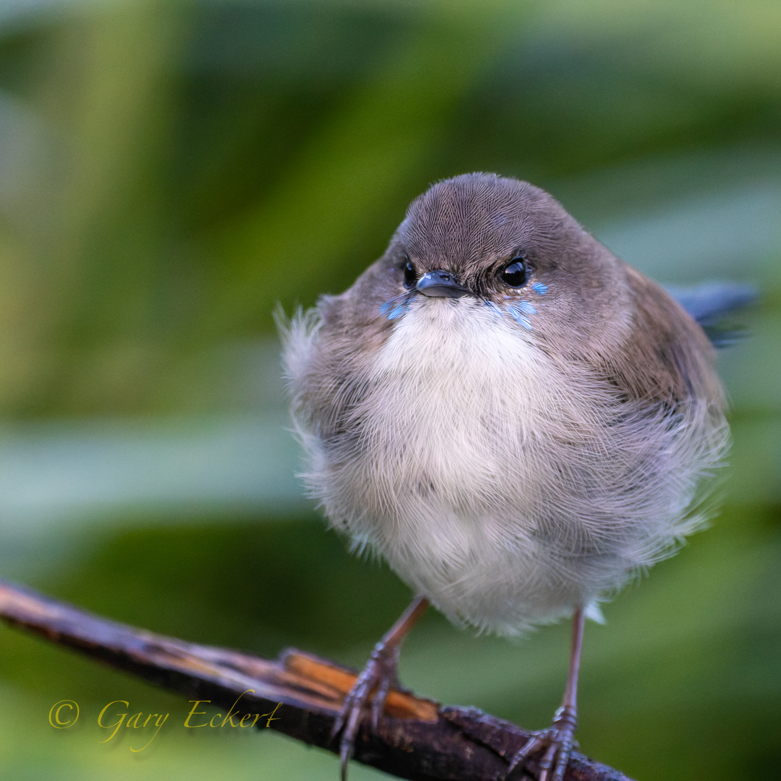 Superb Fairy-wren