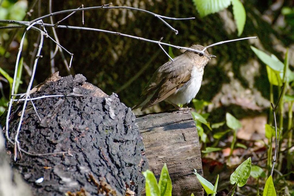 Swainson's thrush