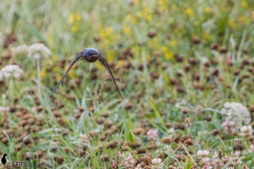 Swallow at Spurn Point