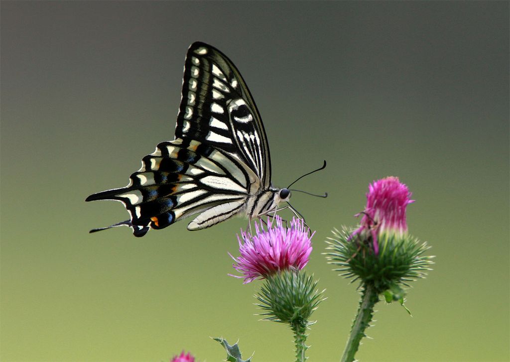 Swallow tail