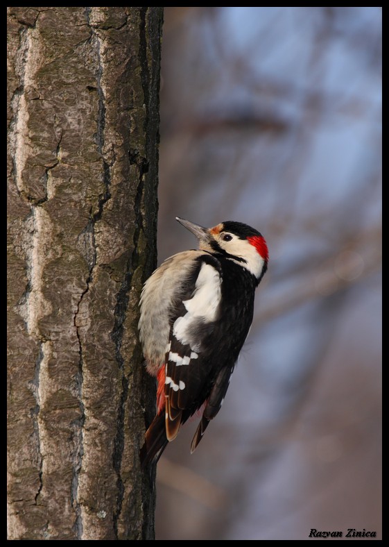 Syrian Woodpecker