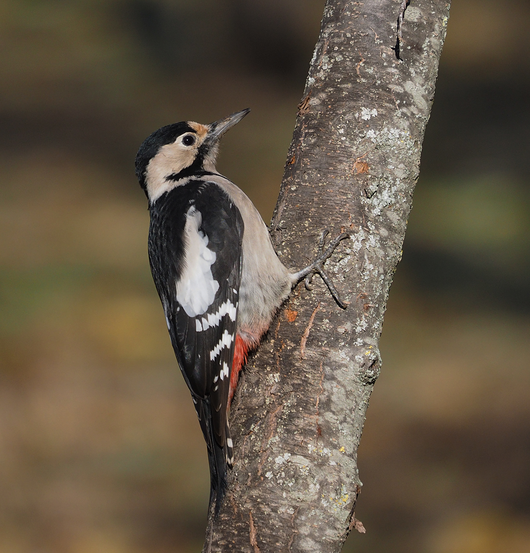 Syrian Woodpecker