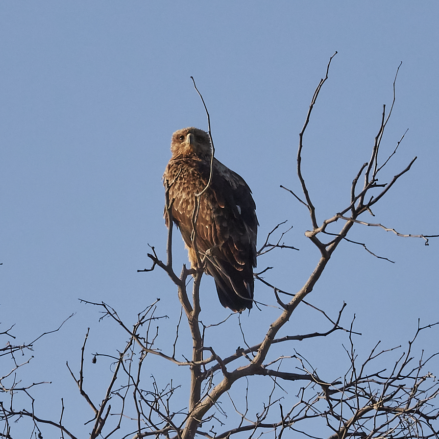 Tawny Eagle