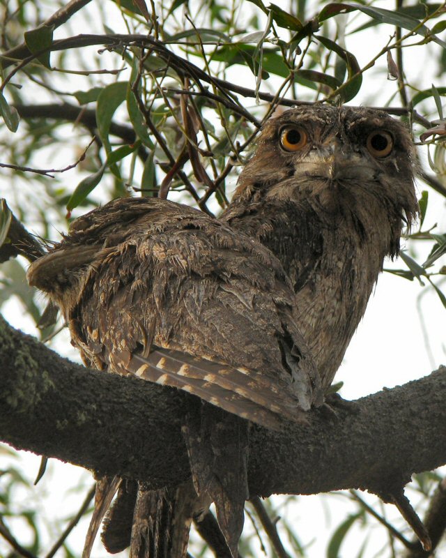 Tawny Frogmouth &amp; chick