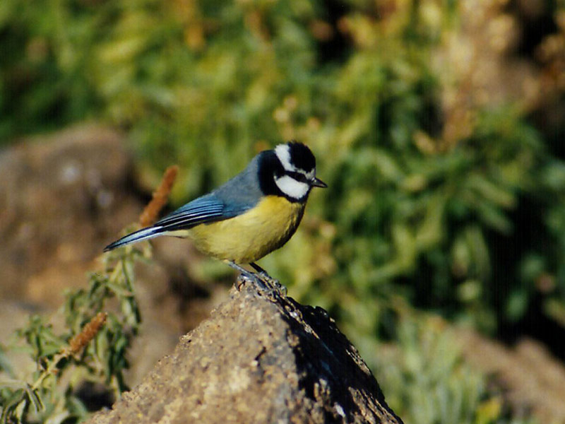 Tenerife Blue Tit ( African Blue Tit SM 2003 )