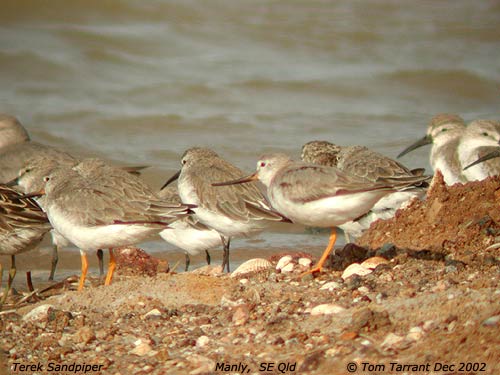 Terek Sandpiper