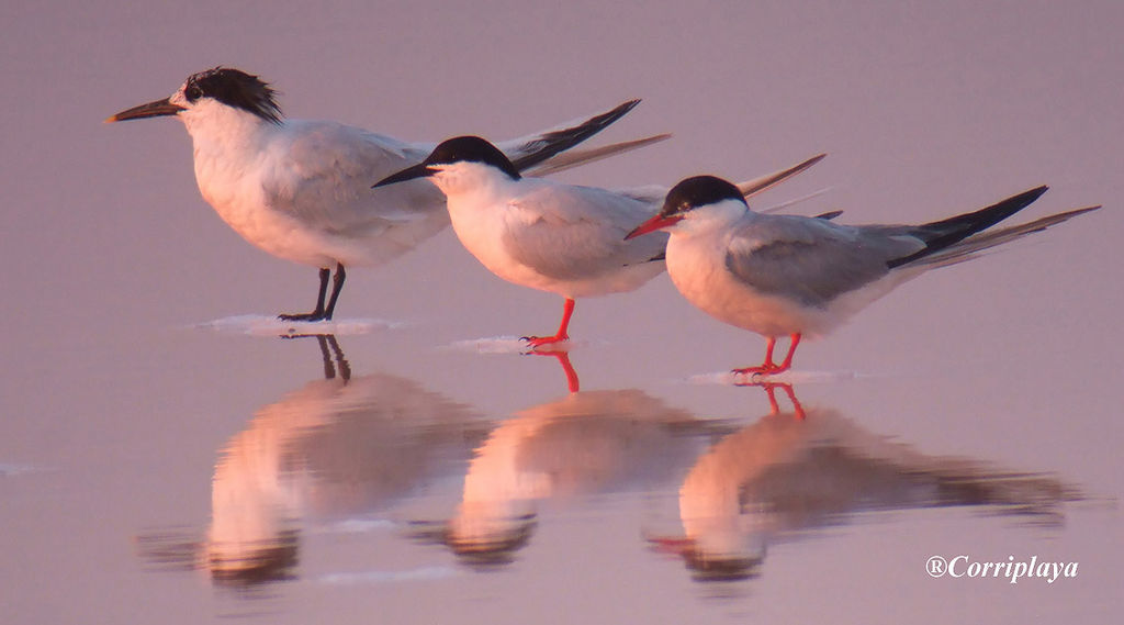 terns trio