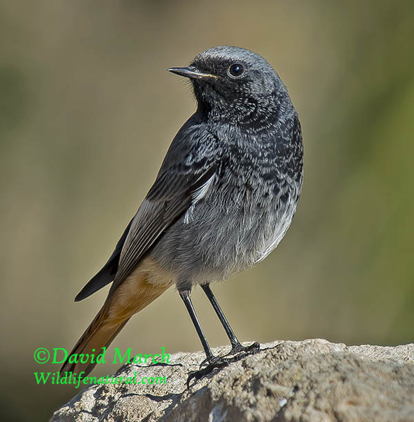 The friendly Black Redstart | BirdForum