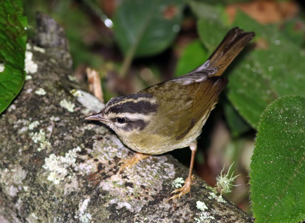 Three-striped Warbler