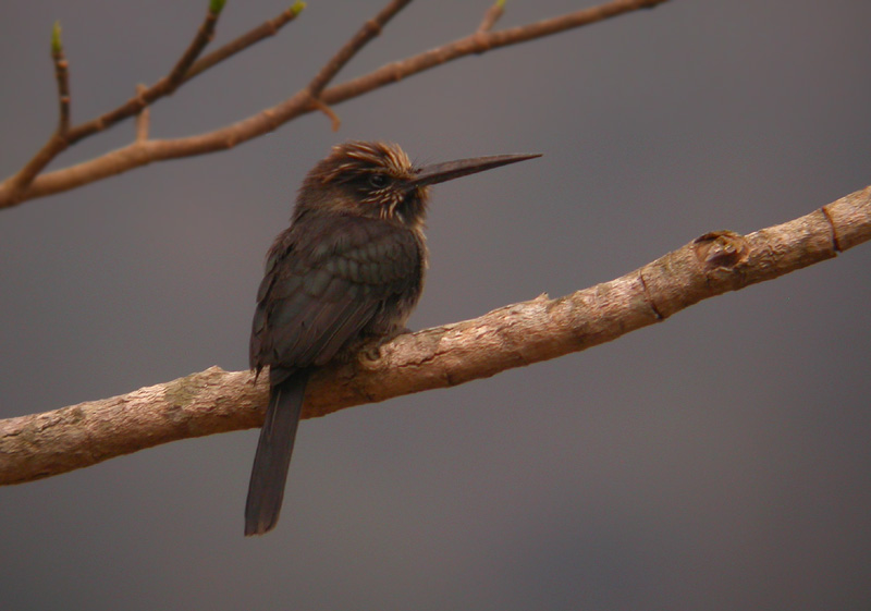 Three-toed Jacamar