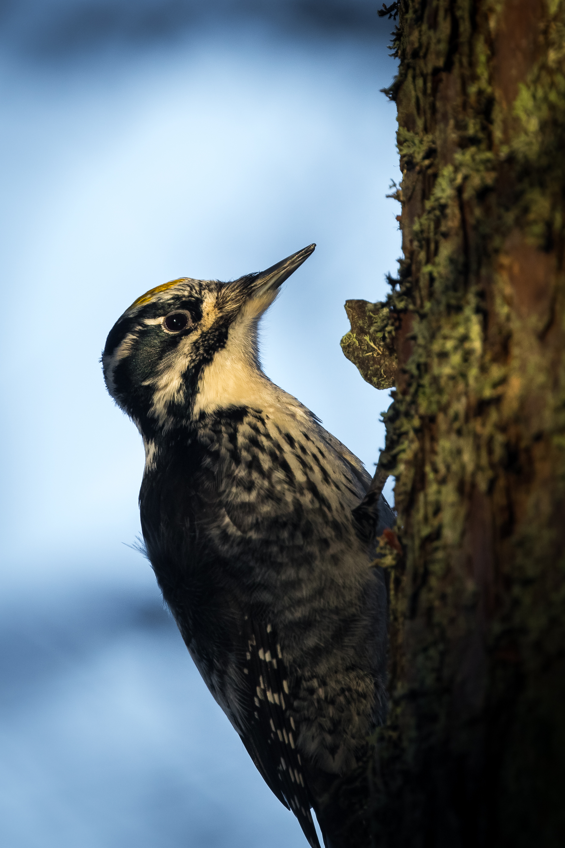 Three-toed woodpecker