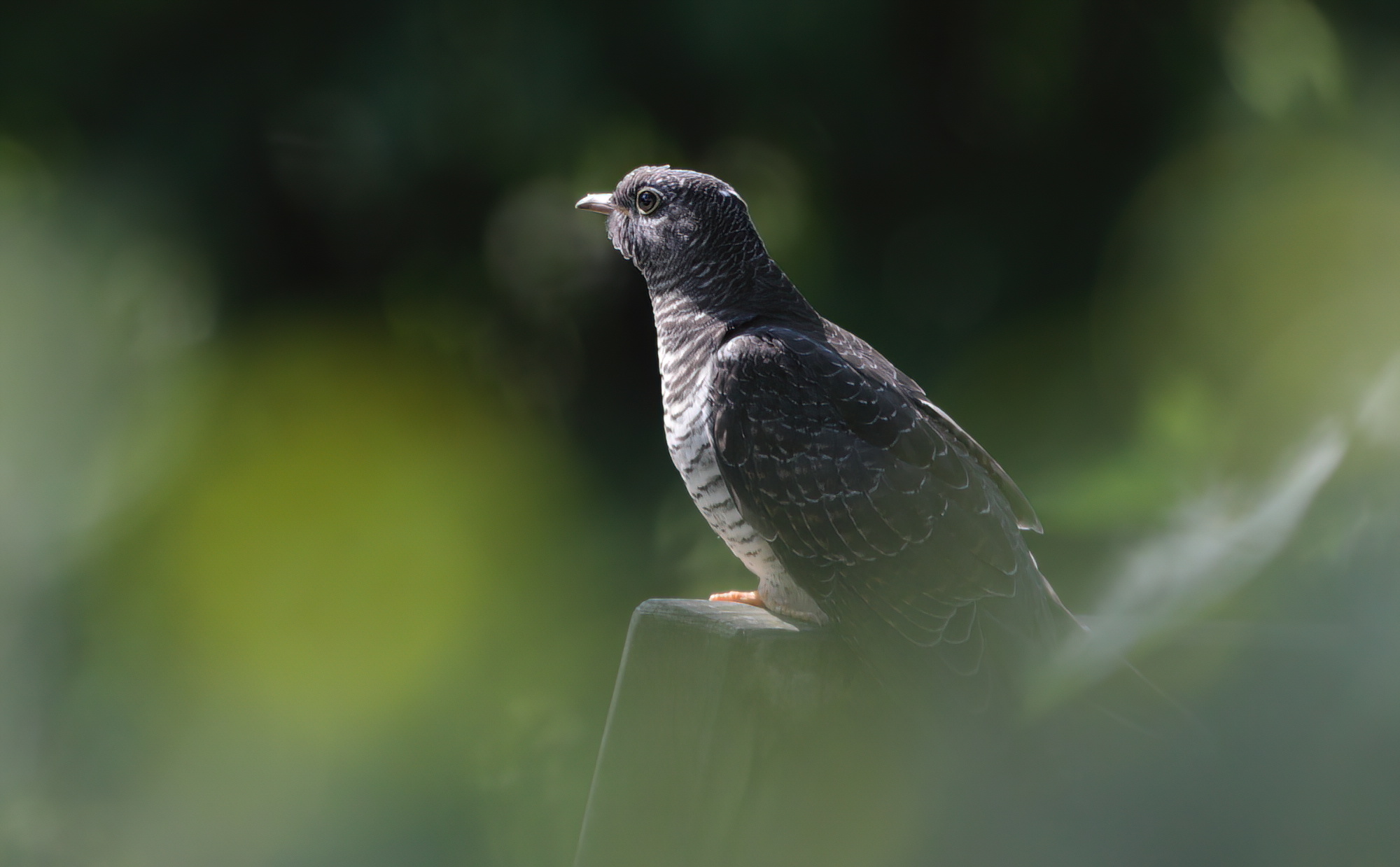 Travelling cuckoo